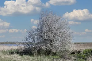 Blooming sloe bush (Prunus spinosa) on a field edge