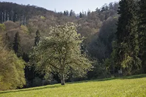 A blooming tree in a green meadow surrounded by a wooded hill in the background
