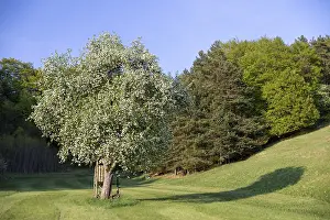A blooming tree in a meadow with shady forest in the background in sunny weather