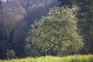 A blooming tree stands in a meadow in front of a wooded hill in mild spring light