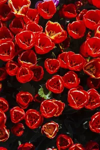 Blooming tulips flowers in as floral plant background
