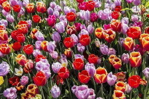 Blooming tulips flowers in as floral plant background