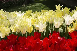Blooming tulips flowers in as floral plant background