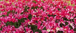 Blooming tulips flowers in as floral plant background