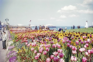 Blooming tulips in the garden on the seafront, Eastbourne, East Sussex, England, UK 1956 View of the pier