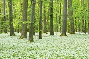 Blooming wild garlic (Allium ursinum) in deciduous forest