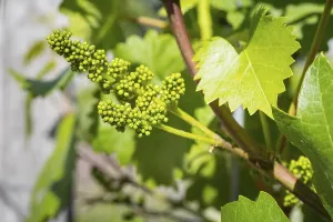 Blossom with buds, vine blossom on a vine