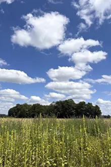 Blossom strips with wild flowers on the edge of a field