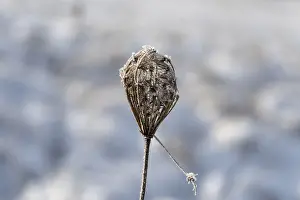Blossom of a wild carrot (Daucus carota subsp)