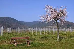 Blossoming almond tree (Prunus dulcis)