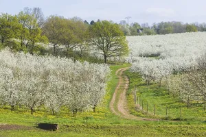 Blossoming apple orchards with beekeeping
