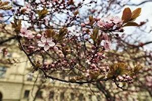 Blossoming cherry tree, cherry blossom