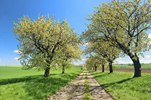 Blossoming cherry trees on a country lane