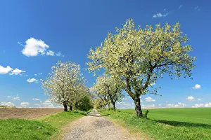Blossoming cherry trees on a country lane