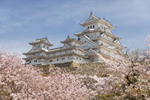 Blossoming cherry trees, Japanese cherry blossom