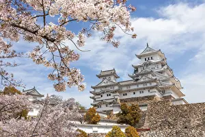 Blossoming cherry trees, Japanese cherry blossom