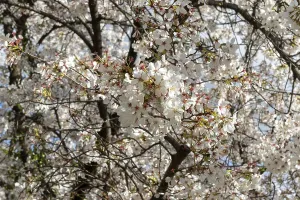 Blossoming cherry trees, sakura