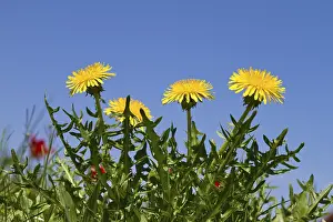 Blossoming Dandelion (Taraxacum officinale)