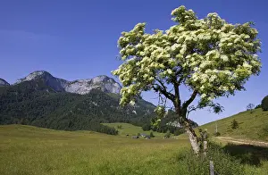 Category Mountain Landscapes Prints: Blossoming elder bush on the Eisenaualm with Schafberg