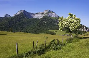 Blossoming elder bush on the Eisenaualm with Schafberg