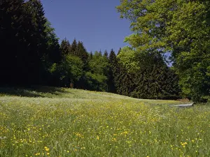 Blossoming meadow at the edge of the forest