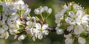 Blossoming mirabelle tree in spring