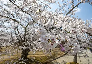Framed Print : Blossoms, Blooming Cherry Trees Framed Print : Blossoms, Blooming Cherry Trees