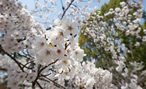 Blossoms, Blooming Cherry Trees