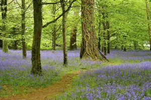 Blossoms of Common bluebell (Hyacinthoides non-scripta) in the forest