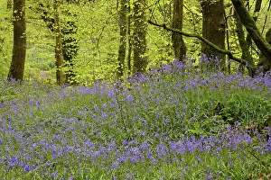 Blossoms of Common bluebell (Hyacinthoides non-scripta) in the forest