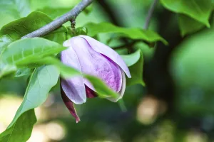Blossoms of a magnolia (Magnolia)