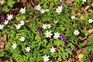 Blossoms of wood anemone (Anemone nemorosa) on forest floor at Monchsberg