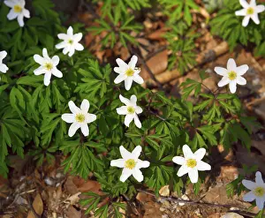 Blossoms of wood anemone (Anemone nemorosa) on forest floor at Monchsberg