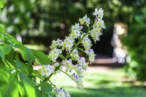 Blossoms of the young chestnut (Castanea)