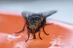 Blow fly (Calliphoridae) feeding on leftover food on a plate