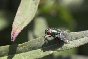 Blow fly, gold fly (Lucilia spec.)