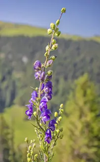 Blue aconite Aconitum napellus