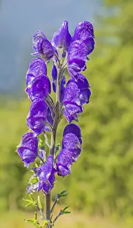 Blue aconite Aconitum napellus