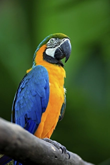 Blue-and-yellow Macaw (Ara ararauna)