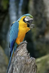 Blue-and-Yellow Macaw or Blue-and-Gold Macaw (Ara ararauna)