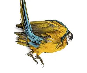 Blue-and-yellow Macaw lying on his back isolated on white