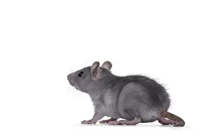Blue baby rat standing side ways