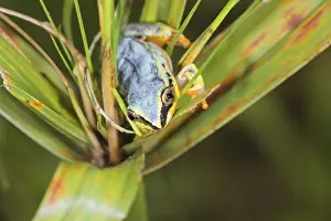 Blue-back reed frog (Heterixalus madagascariensis)