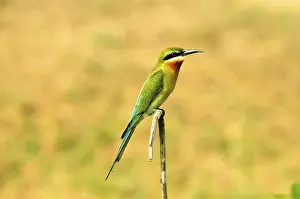 Blue backed blue tailed bee eater merops superciliosus philippinus