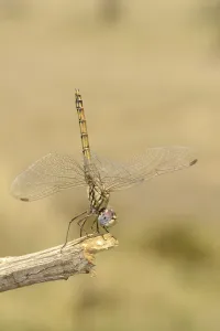 Blue Basker (Urothemis edwardsii) adult female