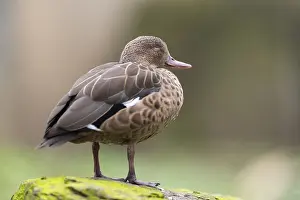 Blue-billed teal (Spatula hottentota) standing on a meadow