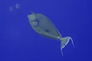Blue-bladed nose-doctor (Naso unicornis) in front of a plain blue background