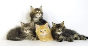 Blue Blotched Tabby, Brown Tortie Blotched Tabby