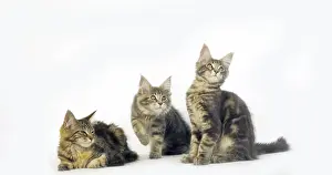 Blue Blotched Tabby and Brown Tortie Blotched Tabby Maine Coon