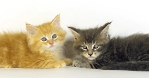Blue Blotched Tabby, and Cream Blotched Tabby Maine Coon